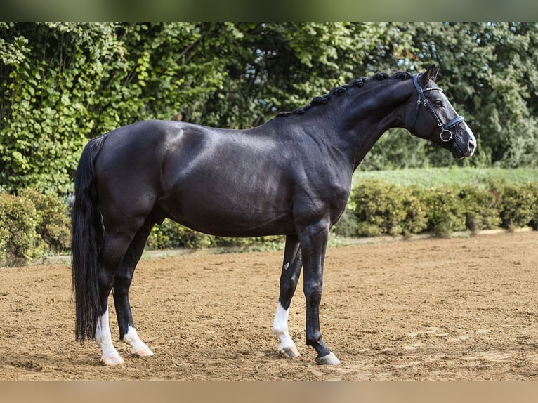 Hannoveriano Caballo castrado 4 años 170 cm Negro in Riedstadt