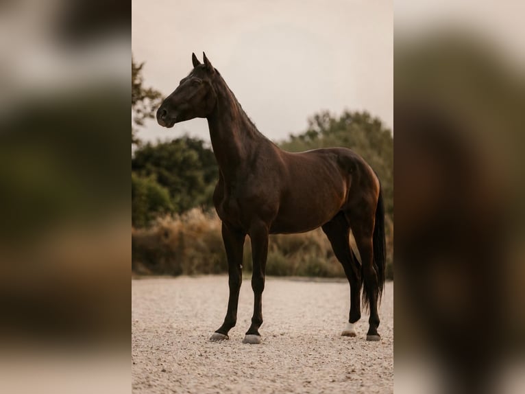 Hannoveriano Caballo castrado 4 años 170 cm Negro in Schwalmstadt