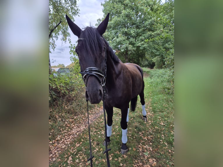 Hannoveriano Caballo castrado 4 años 170 cm Negro in Hagen