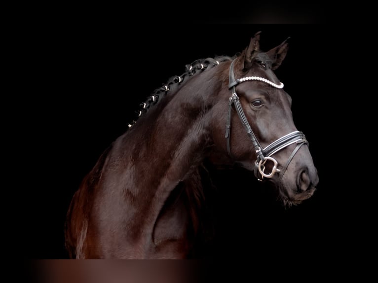 Hannoveriano Caballo castrado 4 años 170 cm Negro in Hamburg