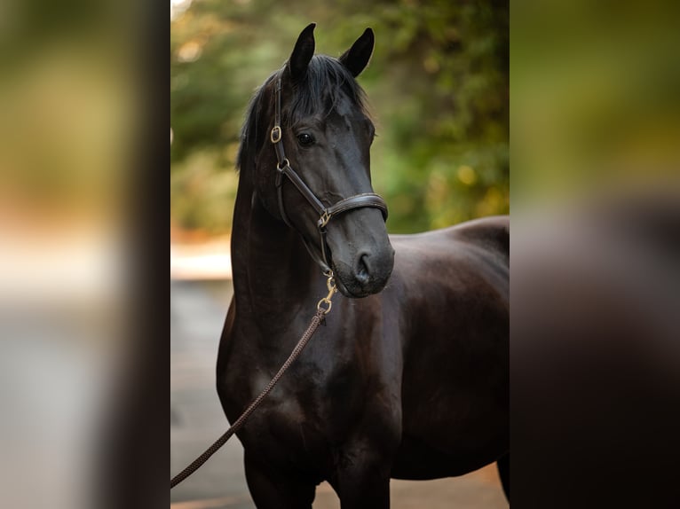 Hannoveriano Caballo castrado 4 años 170 cm Negro in Hemsloh