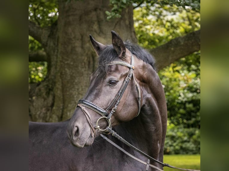 Hannoveriano Caballo castrado 4 años 170 cm Negro in Langelsheim