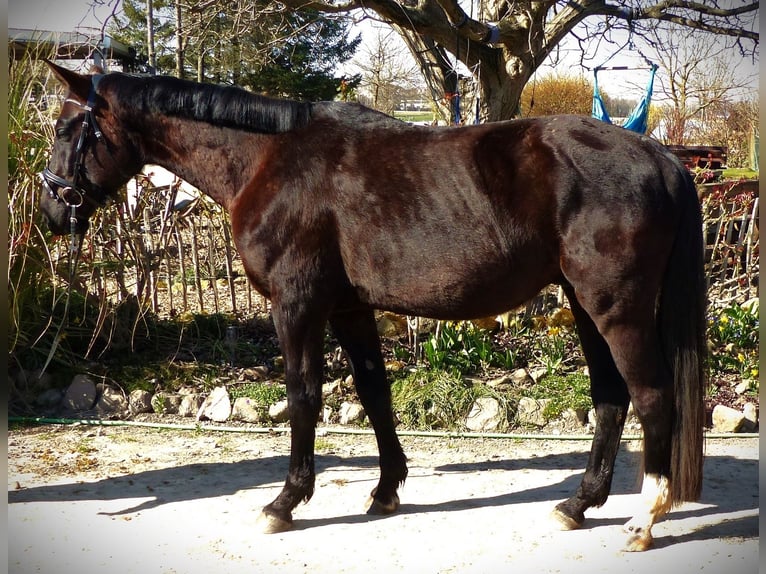 Hannoveriano Caballo castrado 4 años 170 cm Negro in Ludwigshafen am Rhein