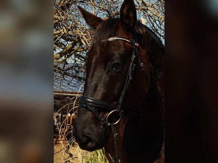 Hannoveriano Caballo castrado 4 años 170 cm Negro in Ludwigshafen am Rhein