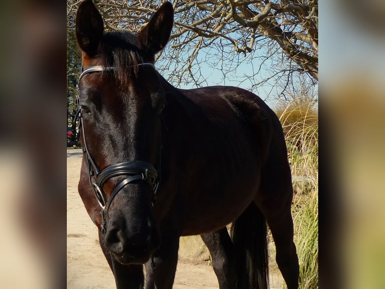Hannoveriano Caballo castrado 4 años 170 cm Negro in Ludwigshafen am Rhein
