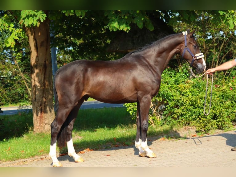 Hannoveriano Caballo castrado 4 años 170 cm Negro in Selsingen