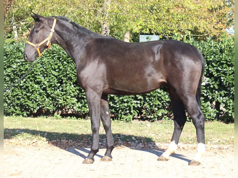 Hannoveriano Caballo castrado 4 años 170 cm Negro in Selsingen