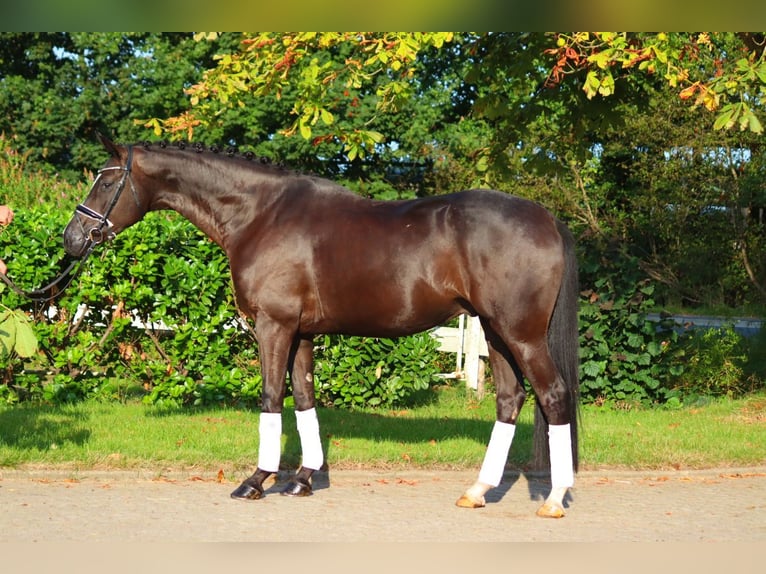 Hannoveriano Caballo castrado 4 años 170 cm Negro in Selsingen