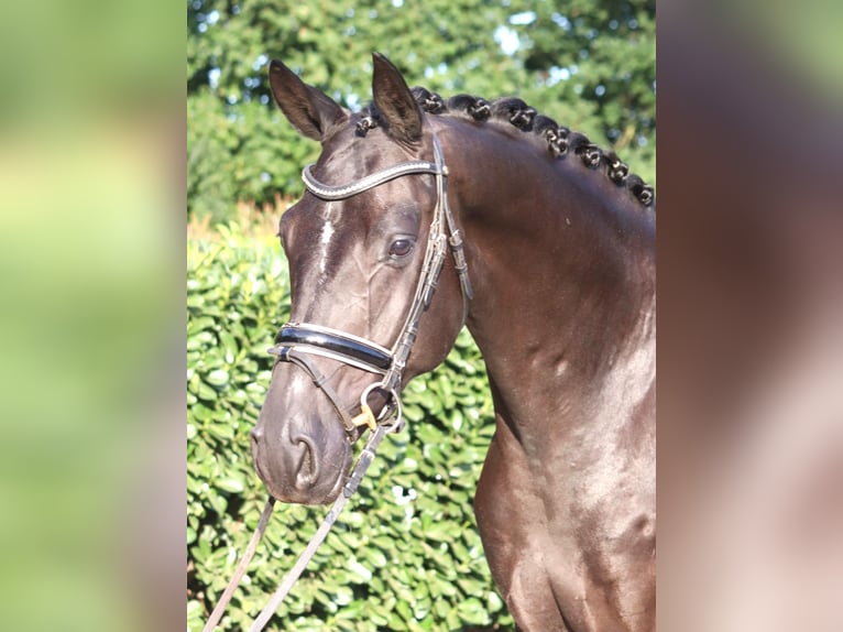 Hannoveriano Caballo castrado 4 años 170 cm Negro in Selsingen
