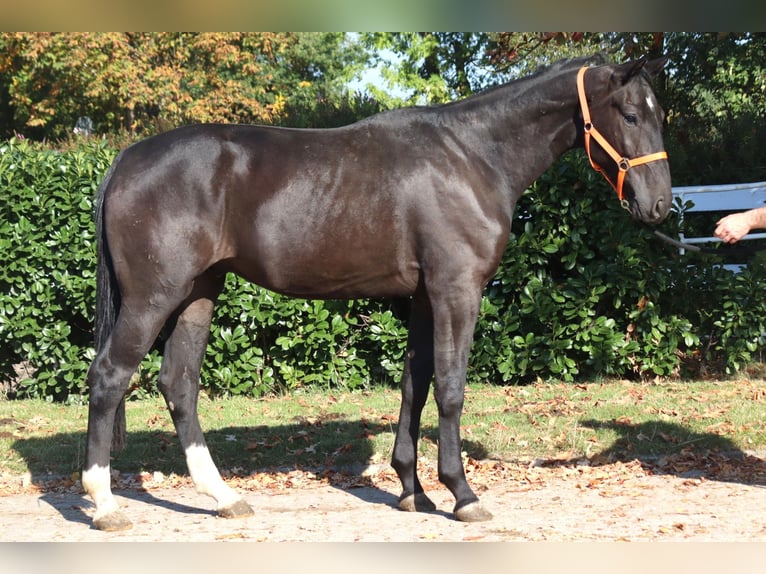 Hannoveriano Caballo castrado 4 años 170 cm Negro in Selsingen
