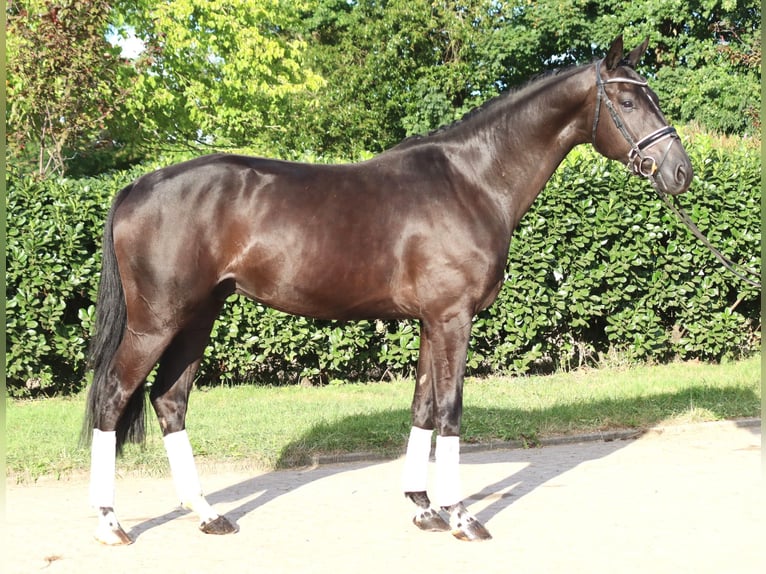 Hannoveriano Caballo castrado 4 años 170 cm Negro in Selsingen