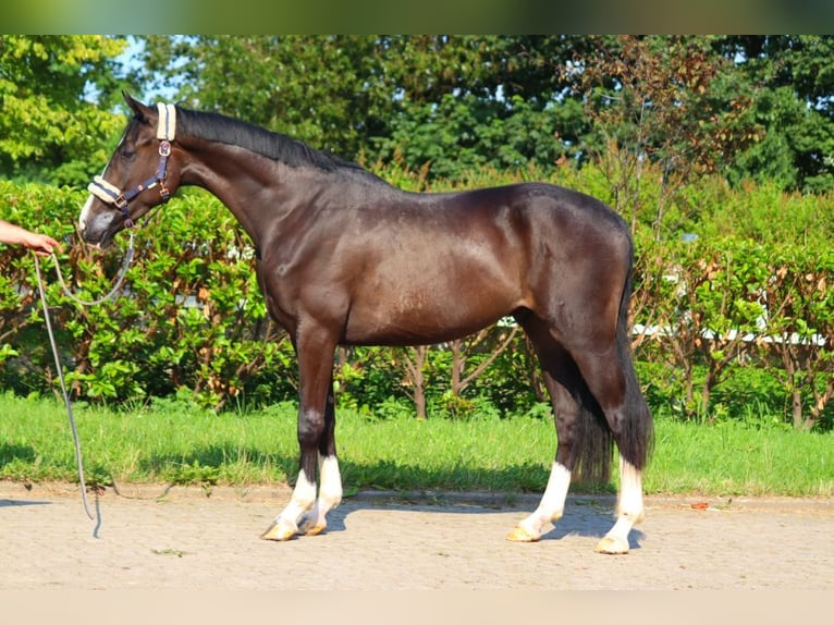 Hannoveriano Caballo castrado 4 años 170 cm Negro in Selsingen