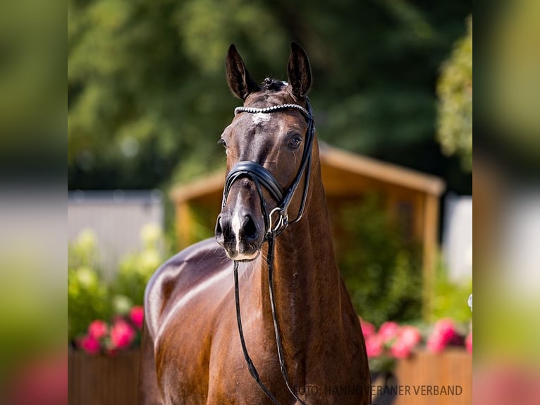 Hannoveriano Caballo castrado 4 años 170 cm Negro in Verden