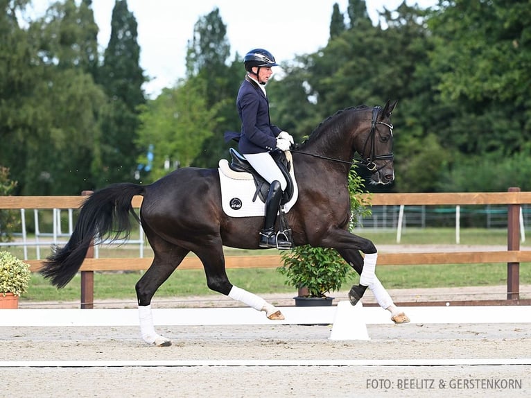 Hannoveriano Caballo castrado 4 años 170 cm Negro in Verden