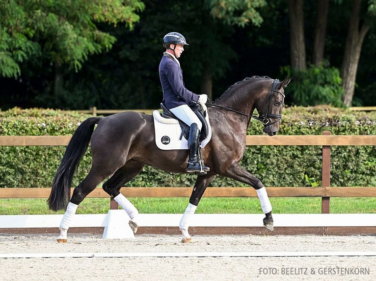 Hannoveriano Caballo castrado 4 años 170 cm Negro in Verden