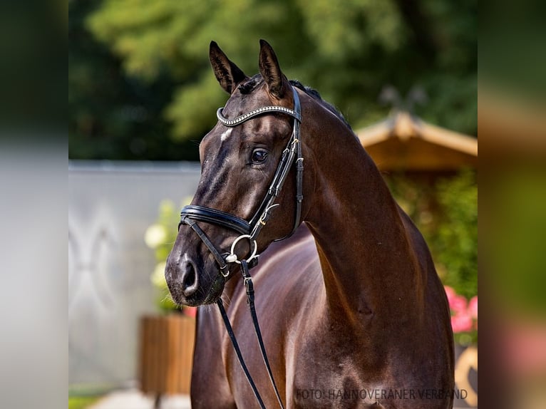 Hannoveriano Caballo castrado 4 años 170 cm Negro in Verden