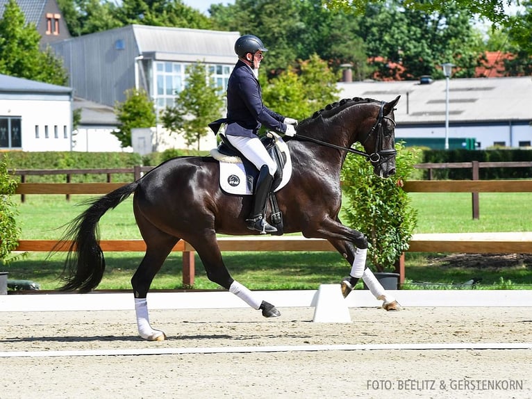 Hannoveriano Caballo castrado 4 años 170 cm Negro in Verden