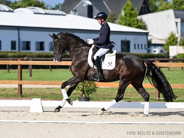 Hannoveriano Caballo castrado 4 años 170 cm Negro in Verden