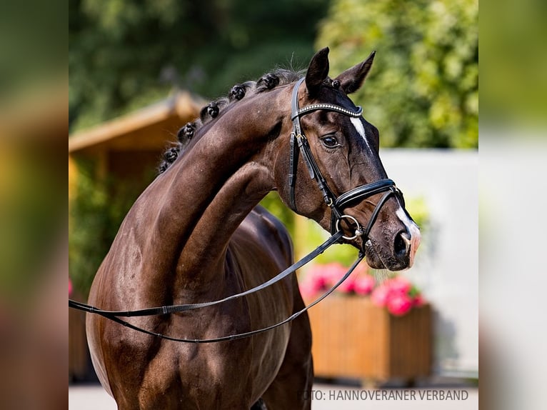 Hannoveriano Caballo castrado 4 años 170 cm Negro in Verden