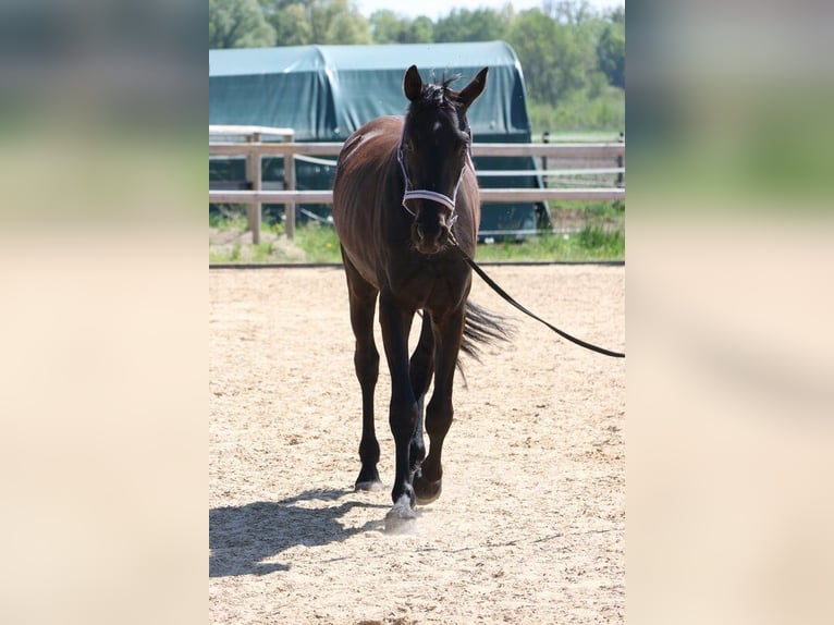 Hannoveriano Caballo castrado 4 años 170 cm Negro in Weil