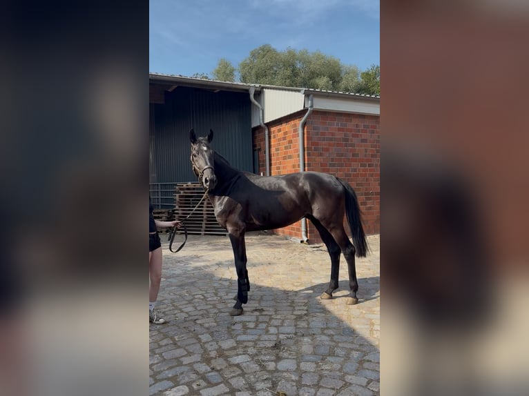 Hannoveriano Caballo castrado 4 años 170 cm Negro in Herzhorn