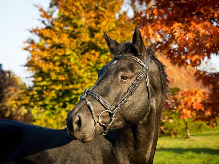 Hannoveriano Caballo castrado 4 años 170 cm Negro in Bodenstein