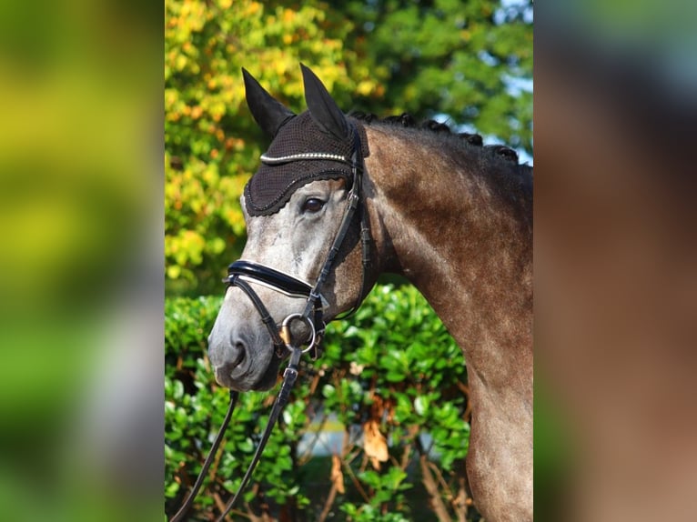 Hannoveriano Caballo castrado 4 años 170 cm Tordo in Selsingen