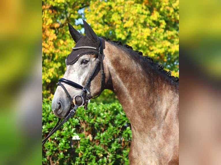 Hannoveriano Caballo castrado 4 años 170 cm Tordo in Selsingen