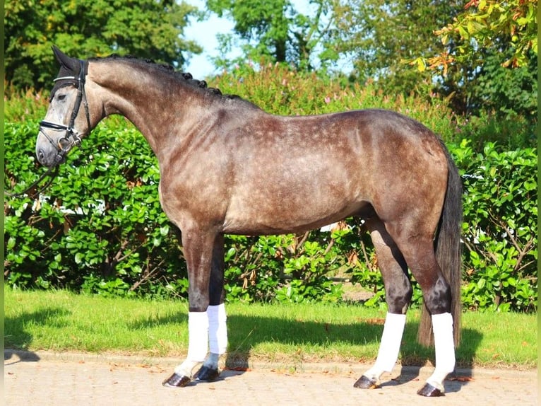 Hannoveriano Caballo castrado 4 años 170 cm Tordo in Selsingen