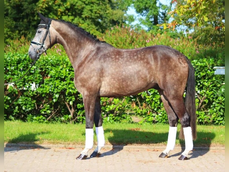 Hannoveriano Caballo castrado 4 años 170 cm Tordo in Selsingen