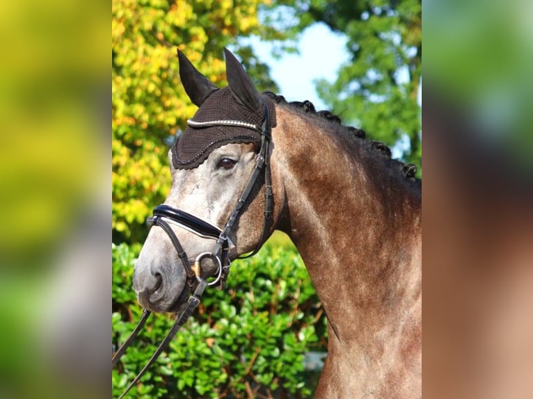 Hannoveriano Caballo castrado 4 años 170 cm Tordo in Selsingen