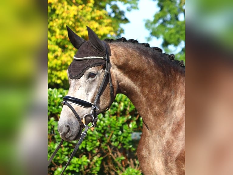 Hannoveriano Caballo castrado 4 años 170 cm Tordo in Selsingen