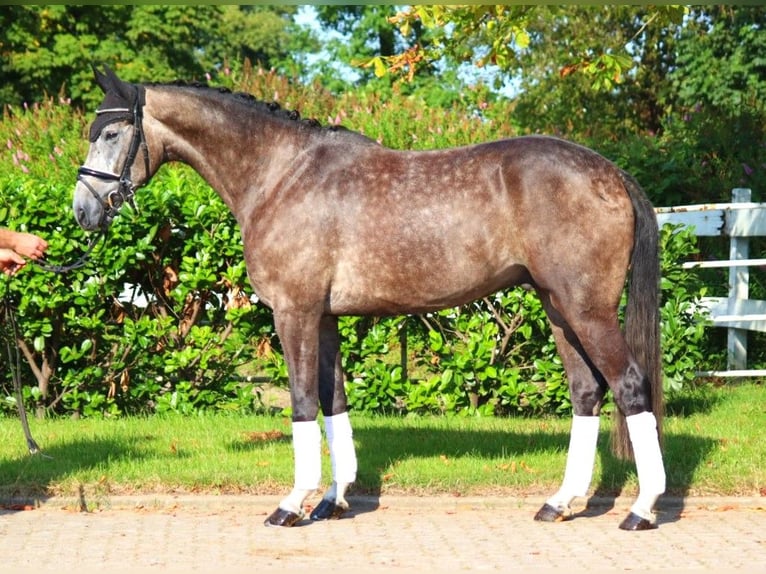 Hannoveriano Caballo castrado 4 años 170 cm Tordo in Selsingen