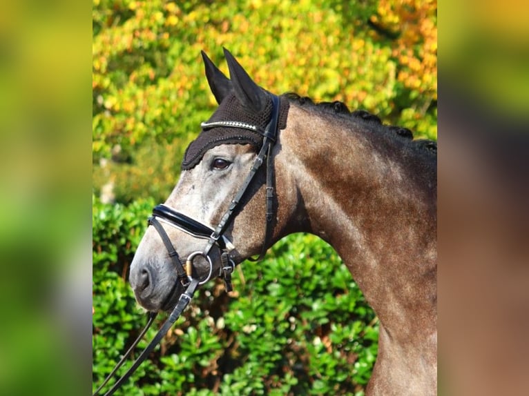 Hannoveriano Caballo castrado 4 años 170 cm Tordo in Selsingen