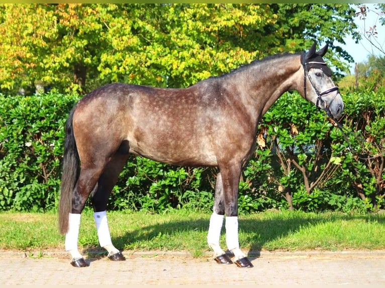 Hannoveriano Caballo castrado 4 años 170 cm Tordo in Selsingen