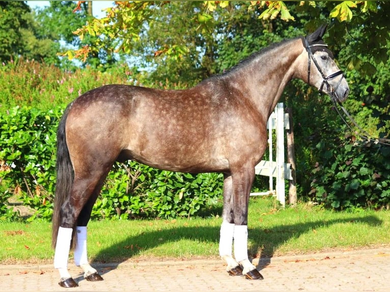 Hannoveriano Caballo castrado 4 años 170 cm Tordo in Selsingen