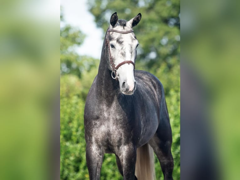 Hannoveriano Caballo castrado 4 años 170 cm Tordo rodado in Bladel