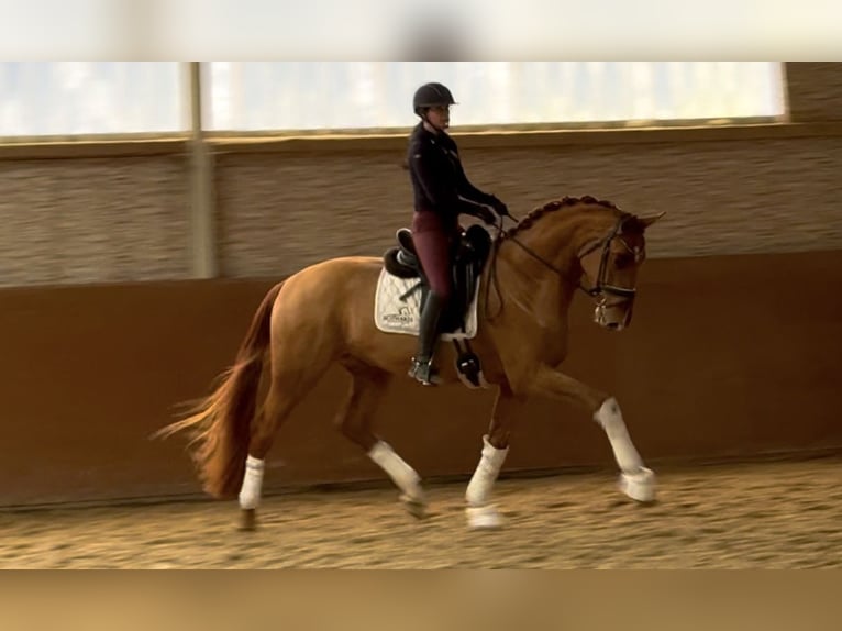 Hannoveriano Caballo castrado 4 años 171 cm Alazán in Wehringen