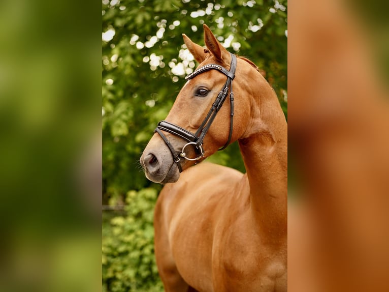 Hannoveriano Caballo castrado 4 años 171 cm Alazán in Hagen im Bremischen