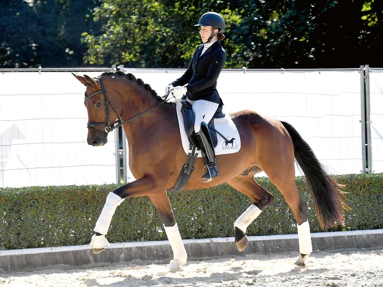 Hannoveriano Caballo castrado 4 años 171 cm Castaño in Bad Bevensen