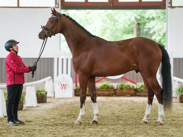 Hannoveriano Caballo castrado 4 años 171 cm Castaño in Münster-Handorf