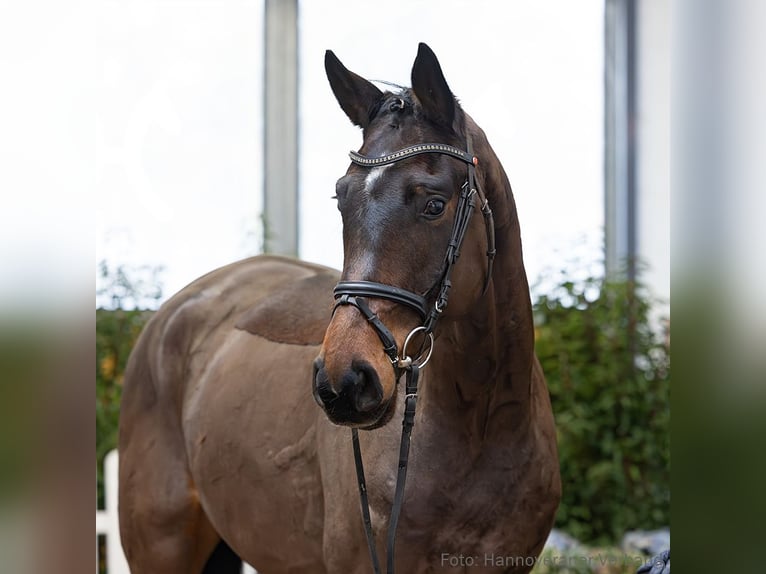 Hannoveriano Caballo castrado 4 años 171 cm Castaño in Verden