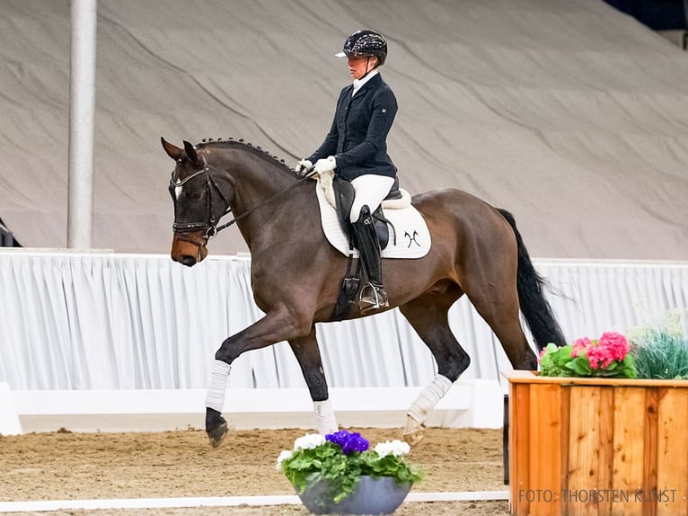 Hannoveriano Caballo castrado 4 años 171 cm Castaño in Verden