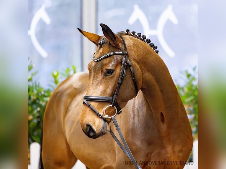 Hannoveriano Caballo castrado 4 años 171 cm Castaño in Verden