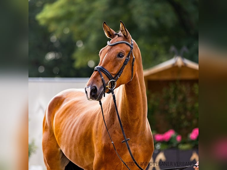 Hannoveriano Caballo castrado 4 años 171 cm Castaño in Verden