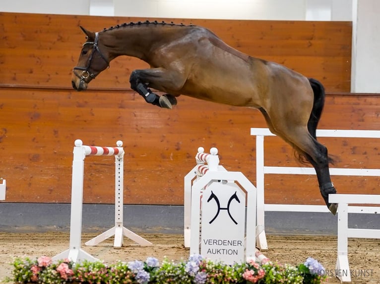 Hannoveriano Caballo castrado 4 años 171 cm Castaño in Verden