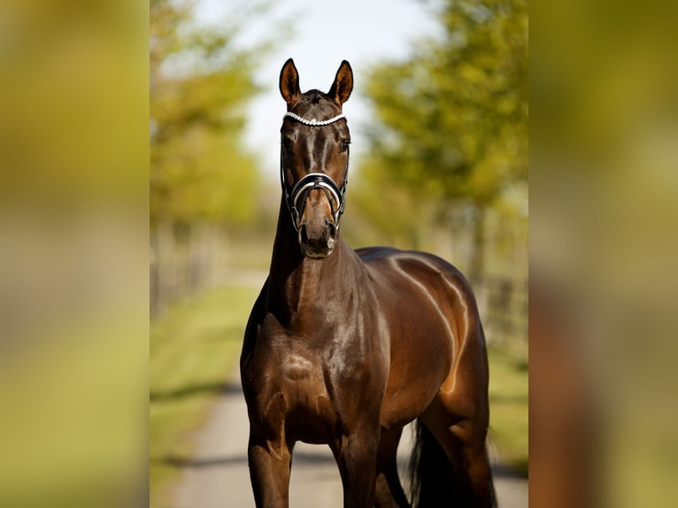 Hannoveriano Caballo castrado 4 años 171 cm Castaño oscuro in Diepholz