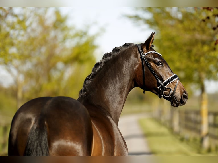 Hannoveriano Caballo castrado 4 años 171 cm Castaño oscuro in Diepholz