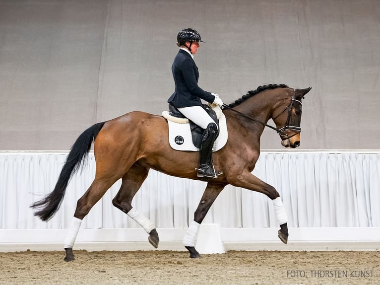 Hannoveriano Caballo castrado 4 años 171 cm Castaño oscuro in Verden