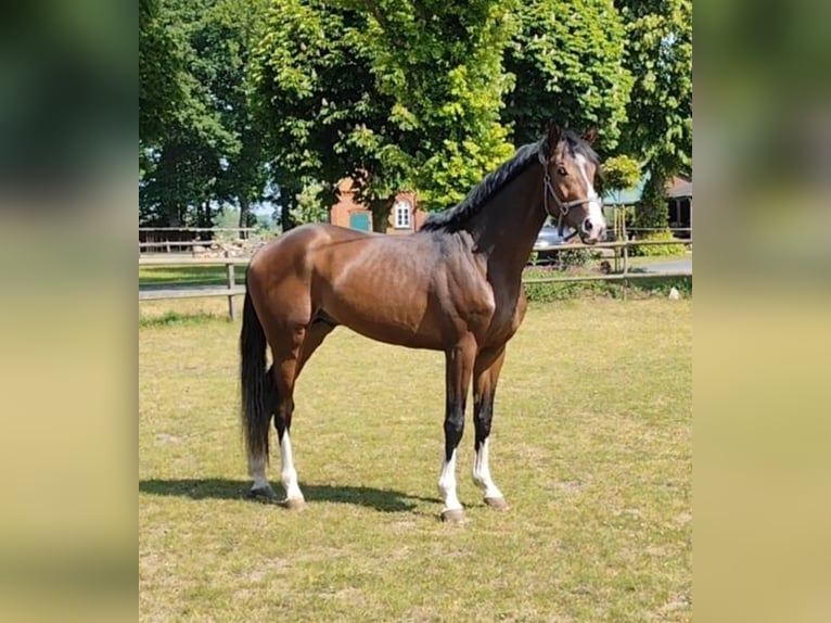 Hannoveriano Caballo castrado 4 años 171 cm Morcillo in Schiffdorf